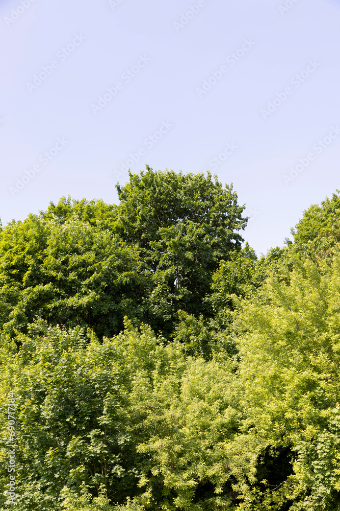 a maple tree with green foliage in the spring season