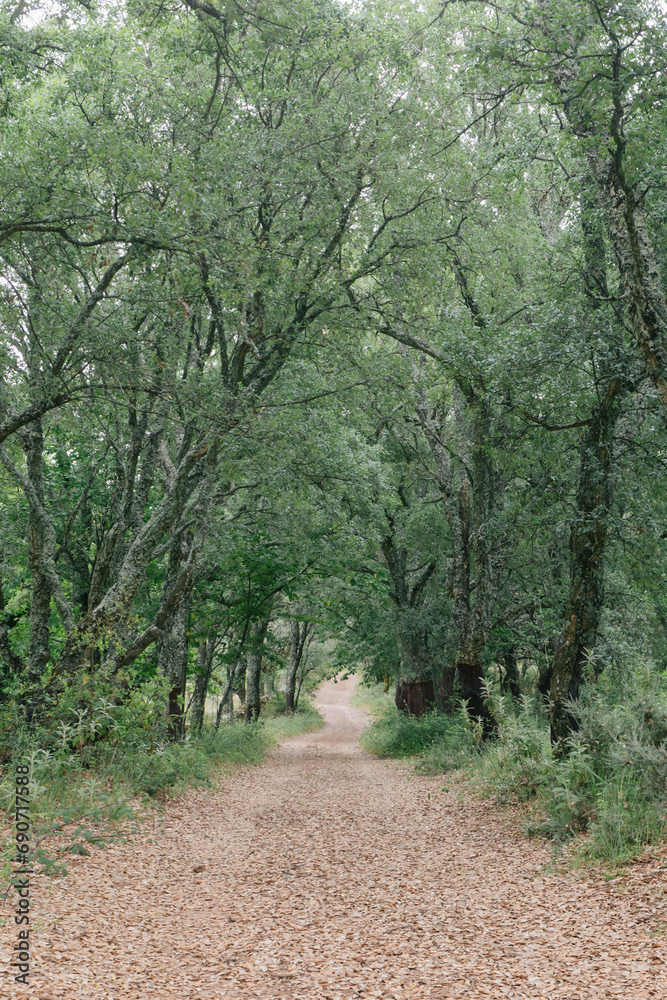 Obraz premium Path in green forest in summer