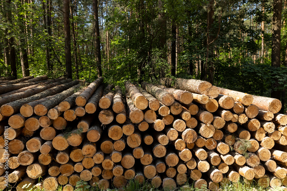 sawn and stacked pine logs in the forest during logging