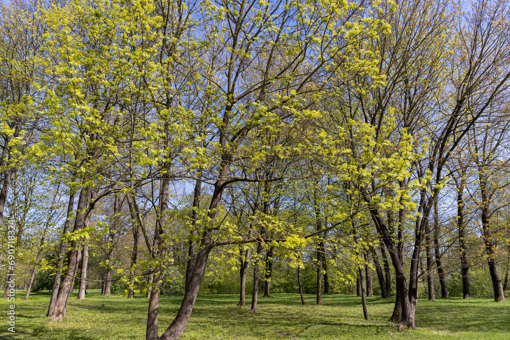 different types of trees in the park in sunny weather