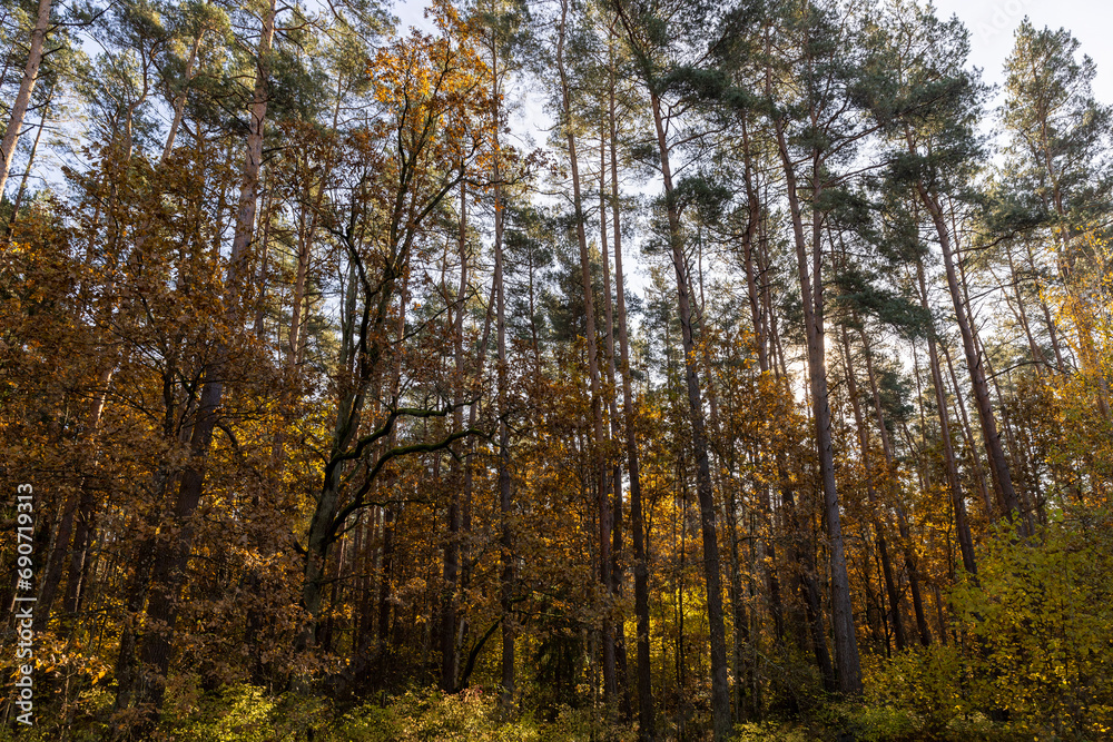 tall pine trees in the forest in the summer