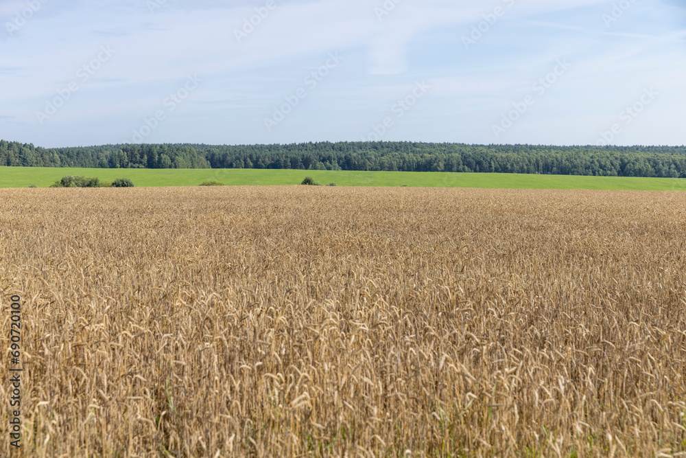 a field with cereals in sunny summer weather