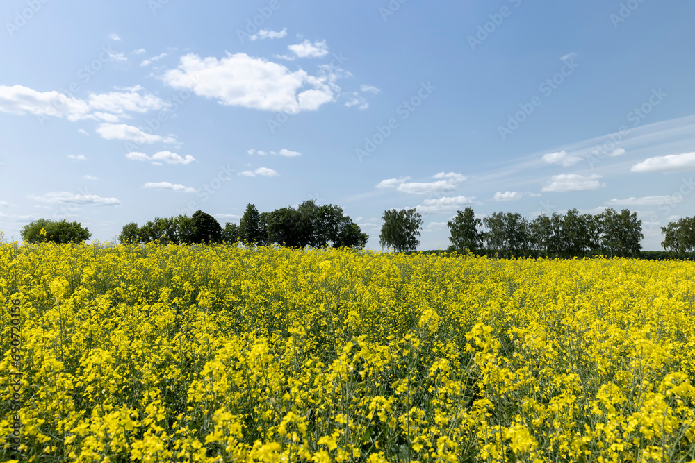 a field in spring during the flowering of rapeseed