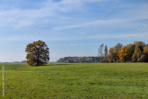 green winter wheat on the edge of the forest with yellow foliage