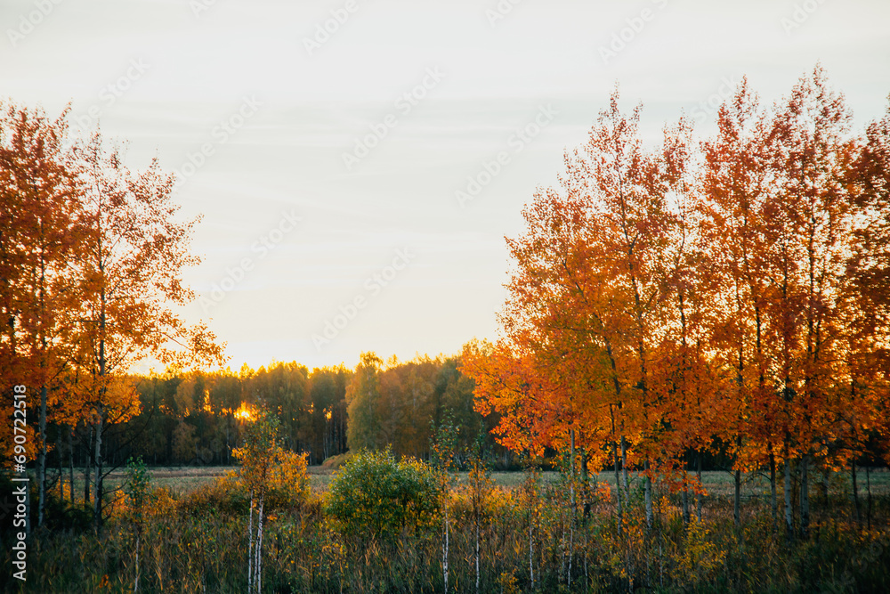 Autumn forest illuminated by sunset hiding behind trees in evening. Red and yellow leaves on trees attract tourists with natural beauty