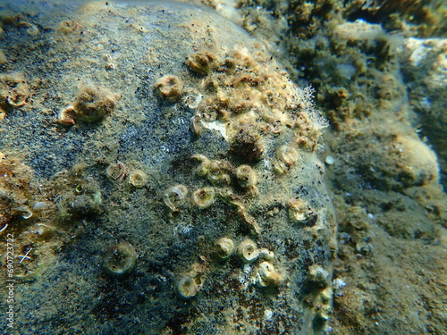 Tubeworm polychaete or bristleworm, spiral tubeworms (Janua heterostropha) undersea, Aegean Sea, Greece, Halkidiki photo