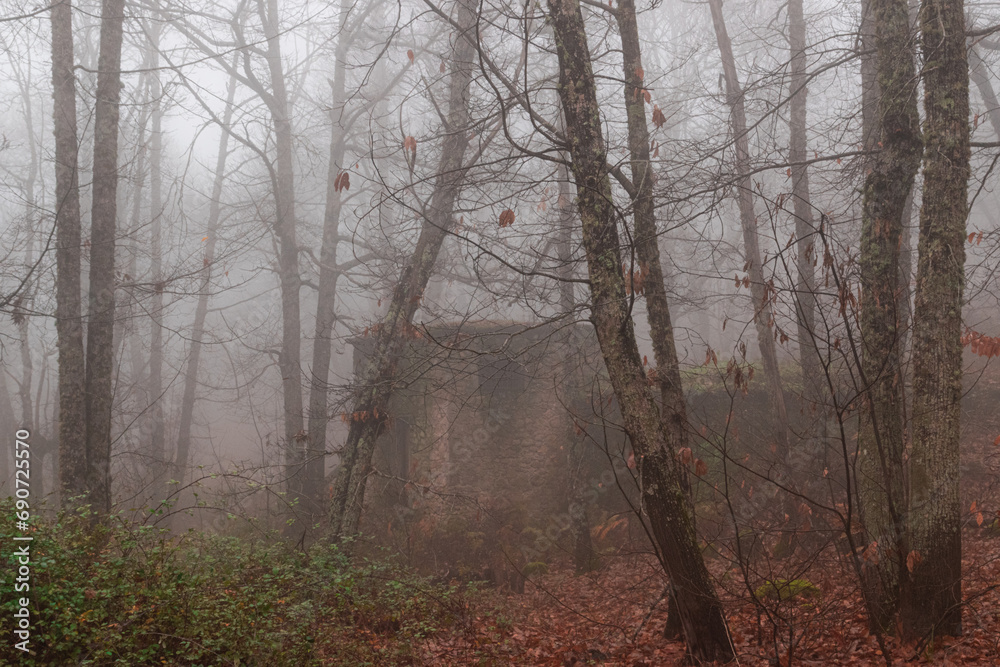 Obraz premium Strolling through El Castañar