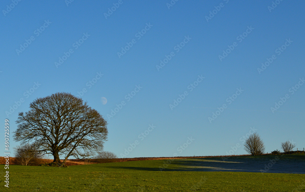 Fairy tree in a frosty field with a rising waxing gibbous moon