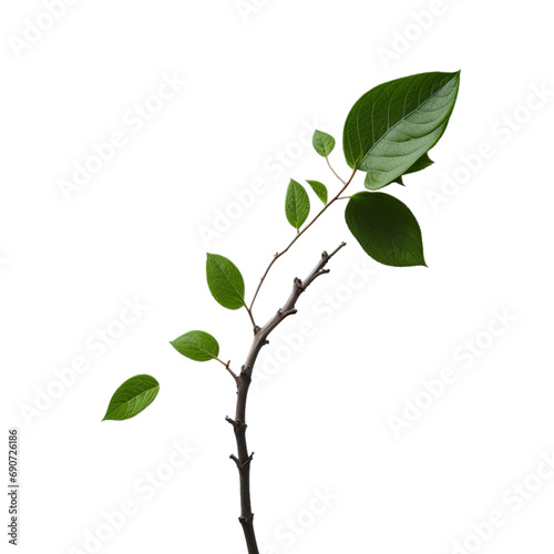 green leaves isolated on transparent or white background, png