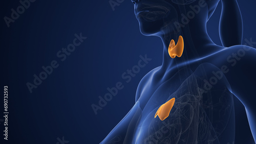 Female muscarinic acetylcholine receptor endocrine system photo