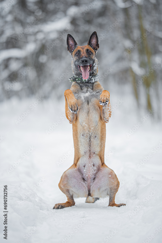 Beautiful purebred Belgian Malinois portrait in the snow, winter mood and blurred background