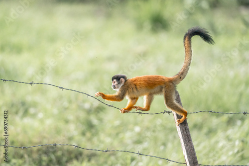 Cute little Squirrel monkey in Costa Rica