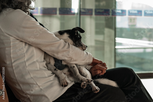 gray hair woman sitting at airport terminal waiting lounge or at gates with her pet, jack russel dog on laps, travelling with pets by plane photo
