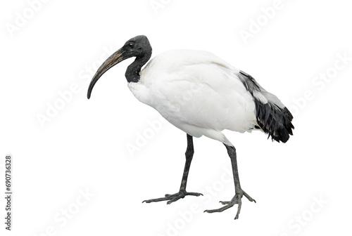 african sacred ibis isolated on white photo