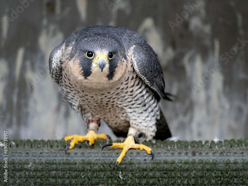 Falconidae Falco Peregrinus Hawk Raptor