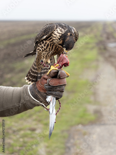 Falconidae Falco Peregrinus Hawk Raptor