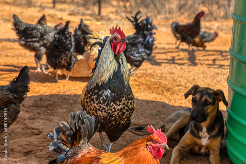 free range organic Cockrell and hens in the yard with the dog , small scale african farmer photo