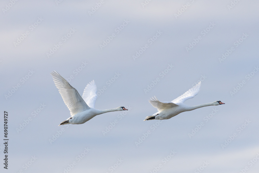 Two white swans flying seen from the side Two white swans flying seen from the side