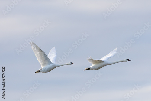 Two white swans flying seen from the side