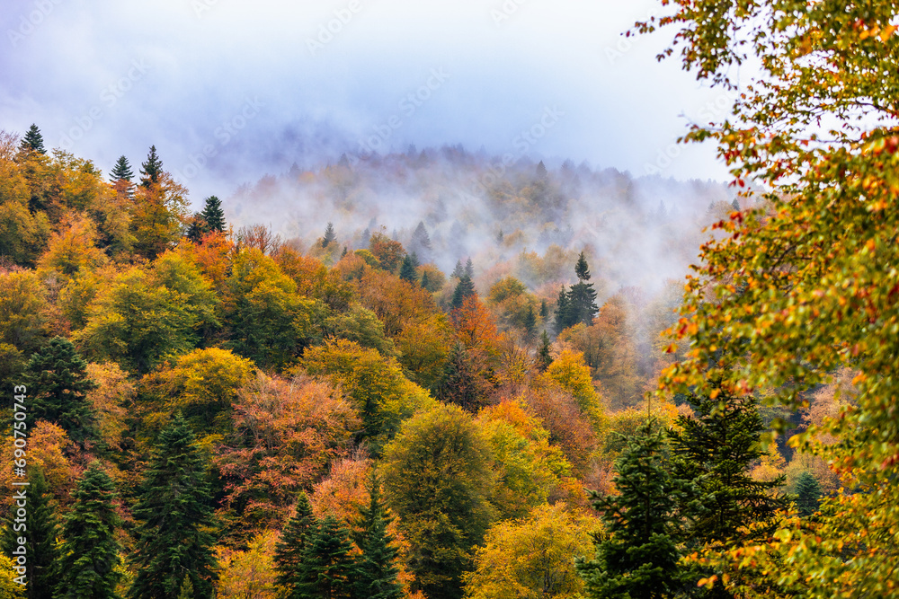 Autumn trees in the mountains under the clouds