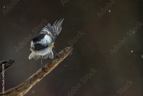 Chickadee flying off a branch