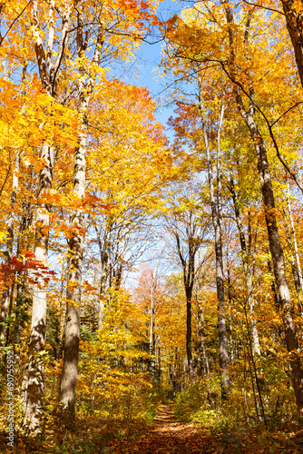 autumn in the forest