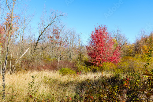 autumn in the forest