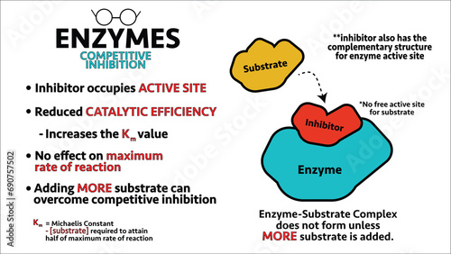 Enzyme Competitive Inhibitor Summary Infographic