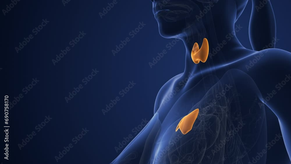 Female muscarinic acetylcholine receptor endocrine system