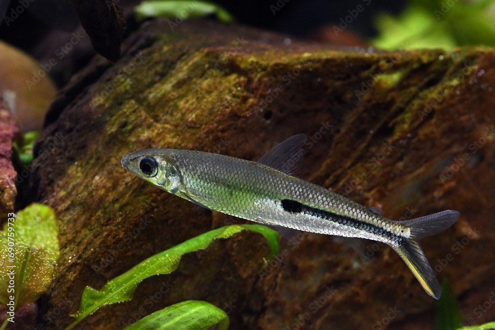 Maczugowiec smukły (Hemiodus gracilis) Maczugowiec smukły (Hemiodus gracilis)