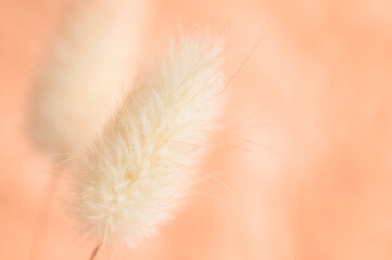 Wandcirkels Pantone 2024 Peach Fuzz Hazenstaart gras in zachte perziktint  © dore art