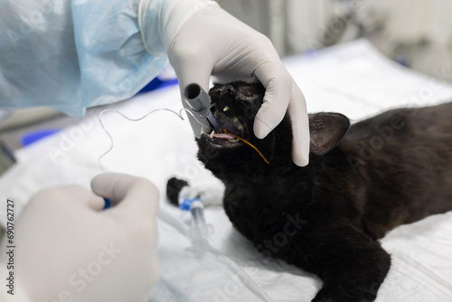 Intubating the cat on the table ready to begin the operation under gas anesthesia. The veterinary anesthesiologist placed the cat's endotracheal tube before the major surgery began. photo