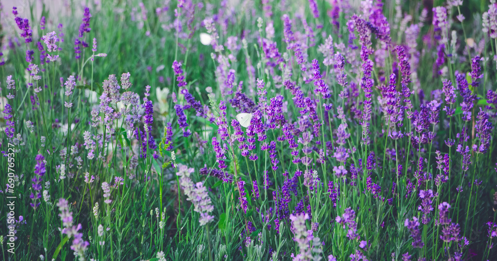 Obraz premium Lavender flowers Background