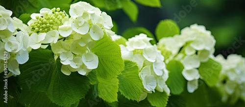 Single Hydrangea quercifolia Applause flower against lush green leaves. Copyspace image. Header for website template photo