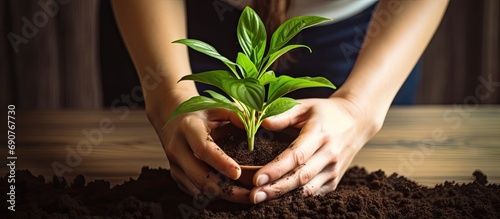 Unrecognizable woman transplanting ficus houseplants sitting on wooden floor Woman s hands transplanting plant a into a new pot Home gardening relocating house plant. Copyspace image. Square banner photo