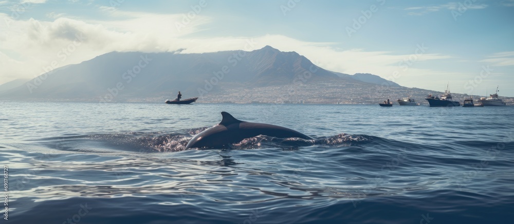 Fototapeta premium Whale watching on canary island pilot whale in sea. Copyspace image. Header for website template