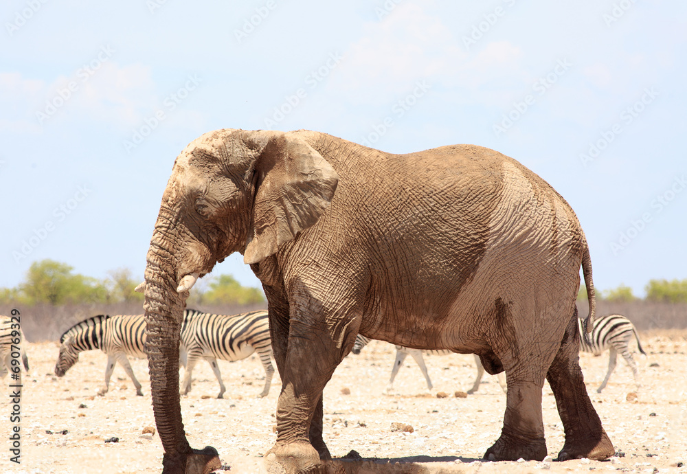 Close up of a large Bull Elerphant who is hogging the small waterhole, with a small herd of Zebra walking past in the background waiting to get a drink. 