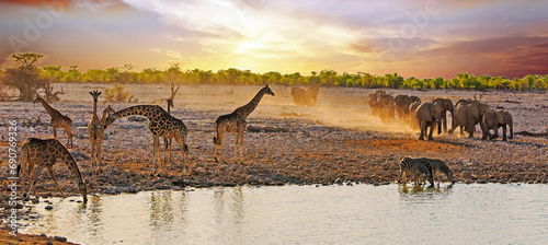 Photography seven giraffe and a herd of elephants and a zebra at Okaukeujo at sunrise - lowl