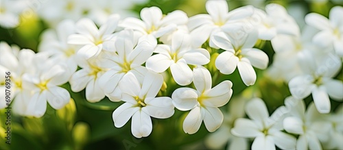 Selective focus of white Ib...