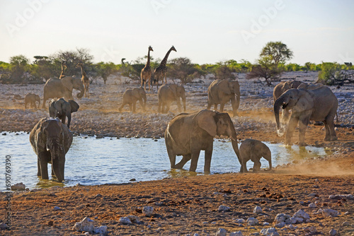 Photography Busy Okaukejuo full of elephants and a few giraffe