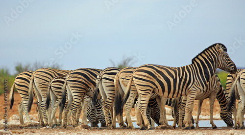 Panoramic view of a straight line of Burchell zebra s rear ends  heads are down drinking. The zebra at the front is standing and there is a view of it s face