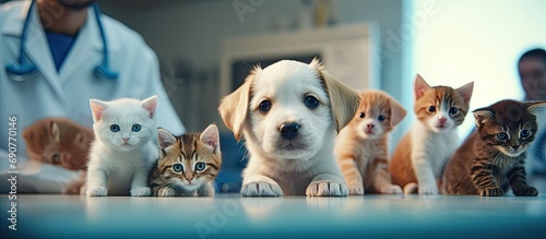 Vet examining dog and cat Puppy and kitten at veterinarian doctor Animal clinic Pet check up and vaccination Health care for dogs and cats. Copyspace image. Square banner. Header for website template photo