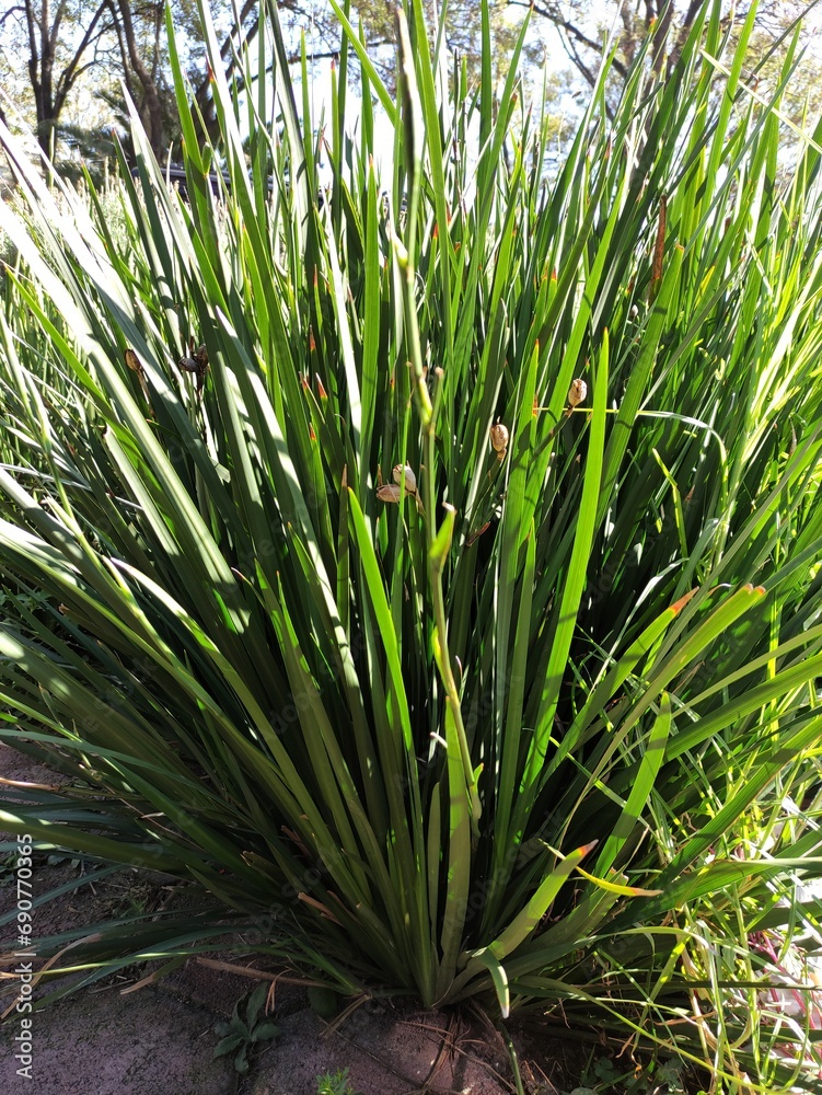 Obraz premium grass background