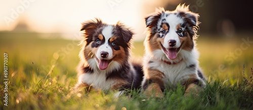 Toy Australian Shepherd Puppies on green grass at farm and ranch. Copyspace image. Square banner. Header for website template photo