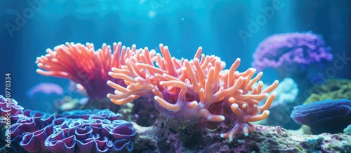 Underwater Coral Garden Leather Coral in Coral Reef Tropical Marine Life Vibrant Underwater Ecosystem Coral Garden Under the Sea. Copyspace image. Square banner. Header for website template © vxnaghiyev