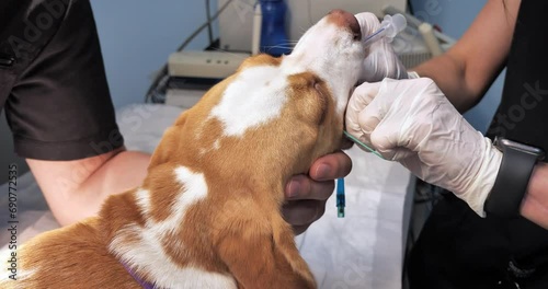 A veterinary anesthesiologist intubates a dog before surgery. Preparing a dog for surgery by inserting an endotracheal tube to connect the pet to a gas anesthesia machine. Intubation of a dog. photo