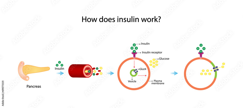 Insulin mechanism of action, regulates glucose metabolism and glucose blood level. Insulin is the key that unlocks glucose channel. Insulin resistance. Vector illustration. - obrazy, fototapety, plakaty 