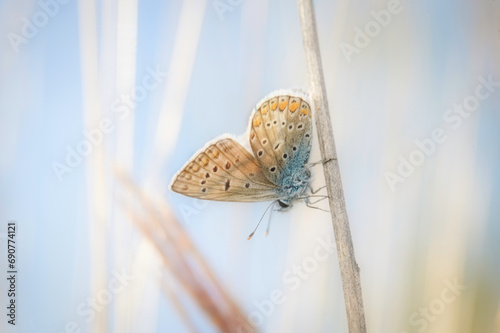 Gossamer-winged butterflies
Insect
