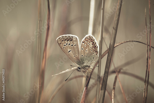 Gossamer-winged butterfly
