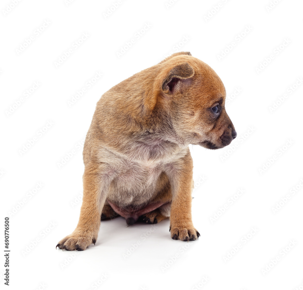 Obraz premium One little puppy.